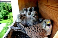 /album/a12-6-2013/dej-nam-maso-jpg/